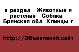  в раздел : Животные и растения » Собаки . Брянская обл.,Клинцы г.